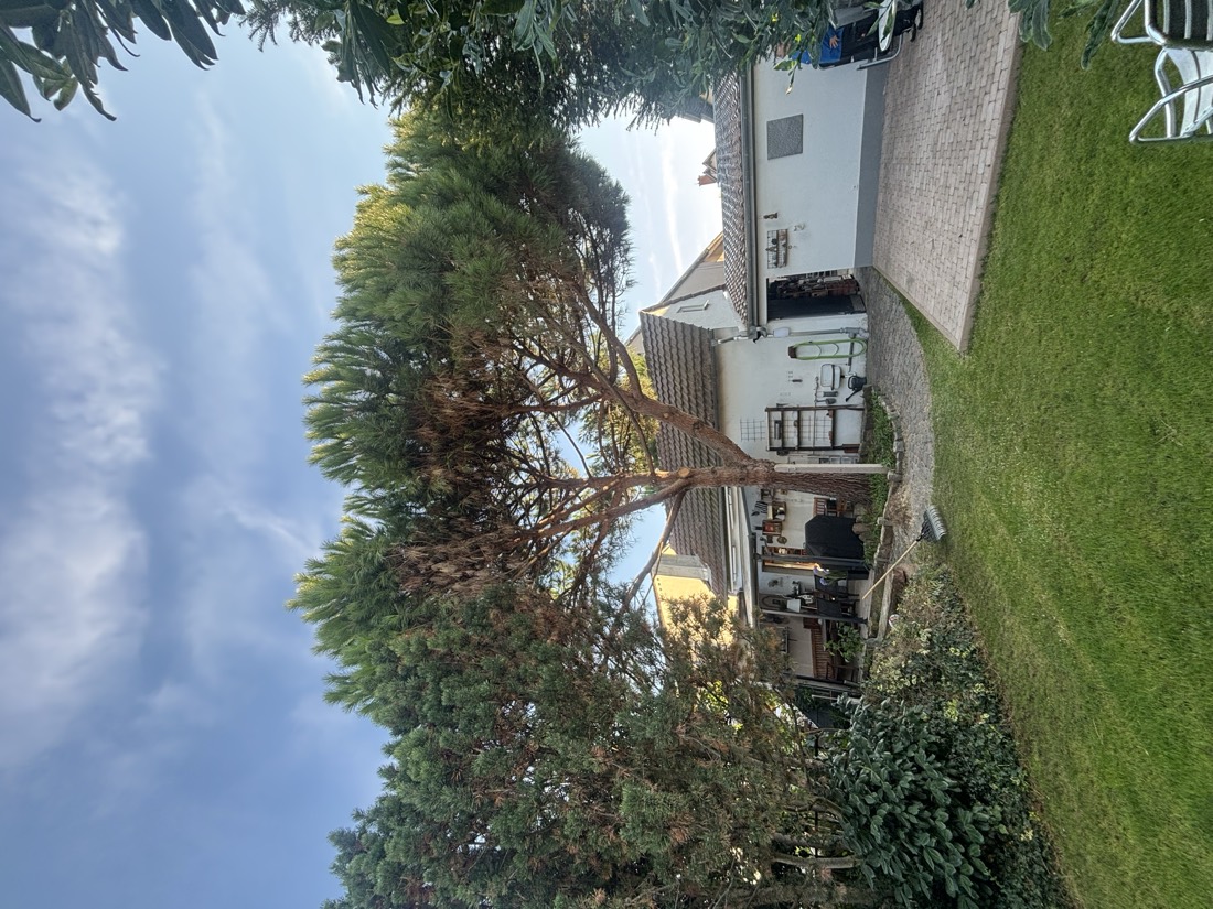 Gepflegte Schirmkiefer in einem Garten