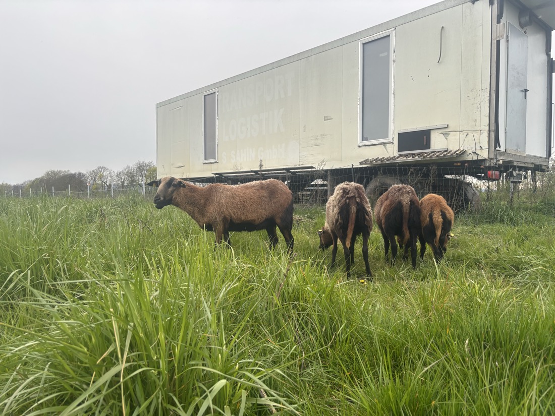 Schafherde beweidet eine Wiese